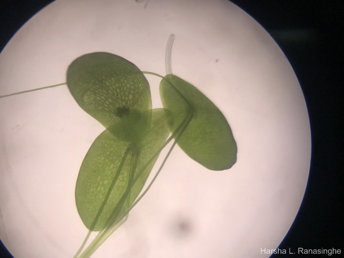 Spirodela punctata (G.Mey.) C.H.Thomps.